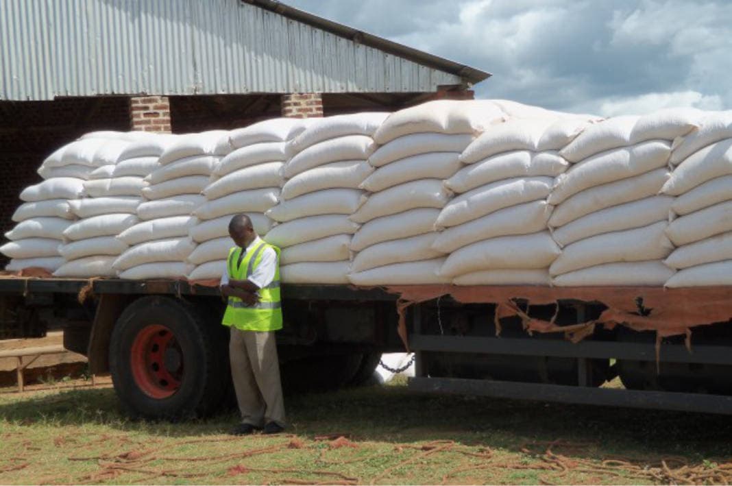 maize exports zambia